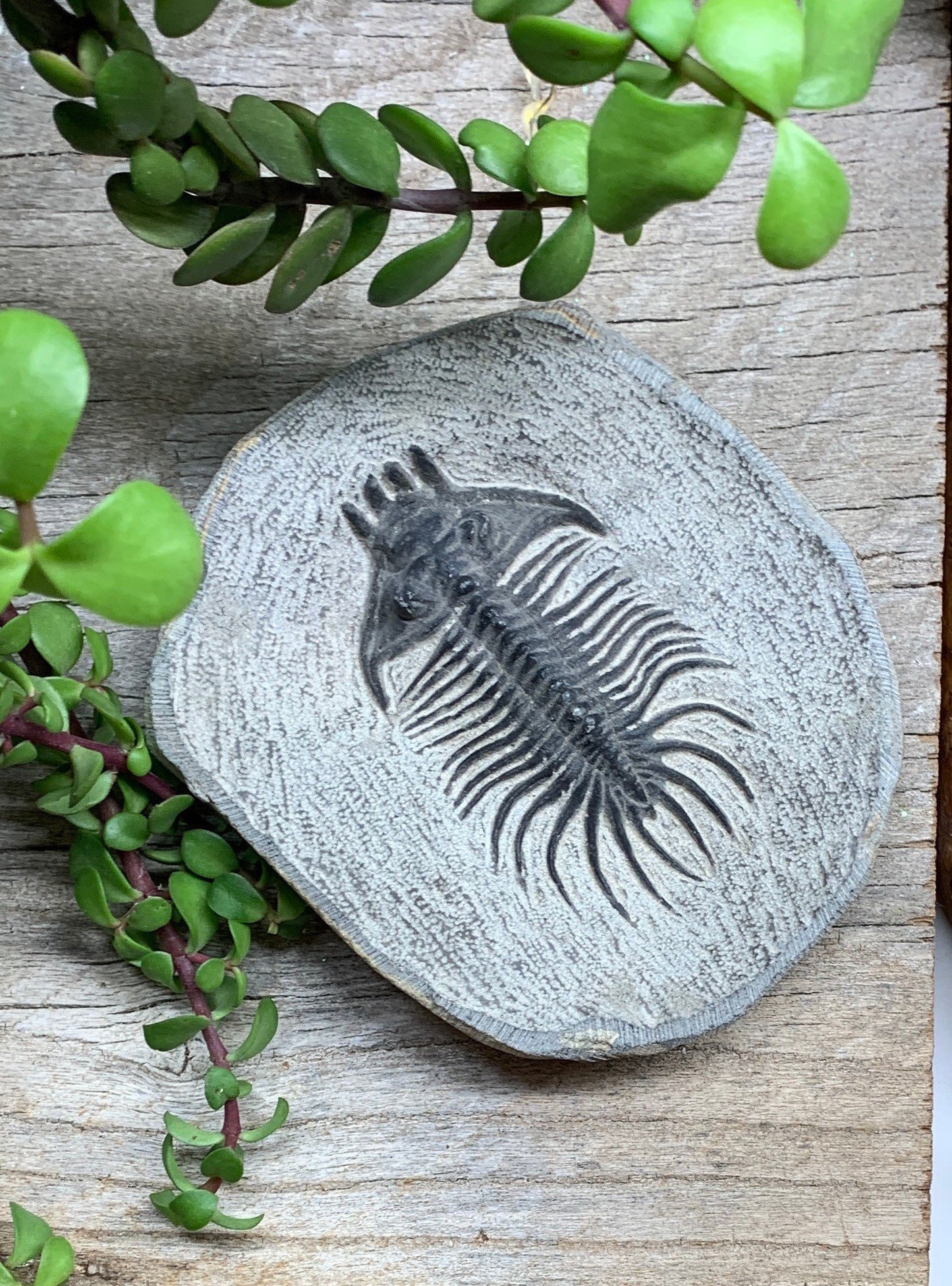 Trilobite Fossil FRE-0084