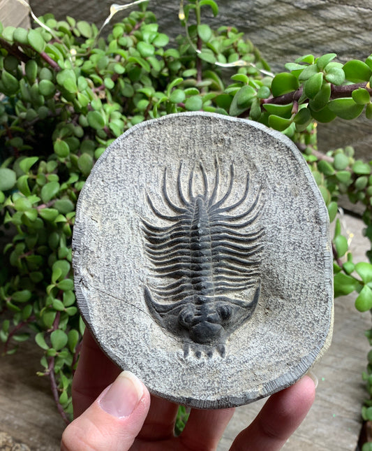 Trilobite Fossil FRE-0077