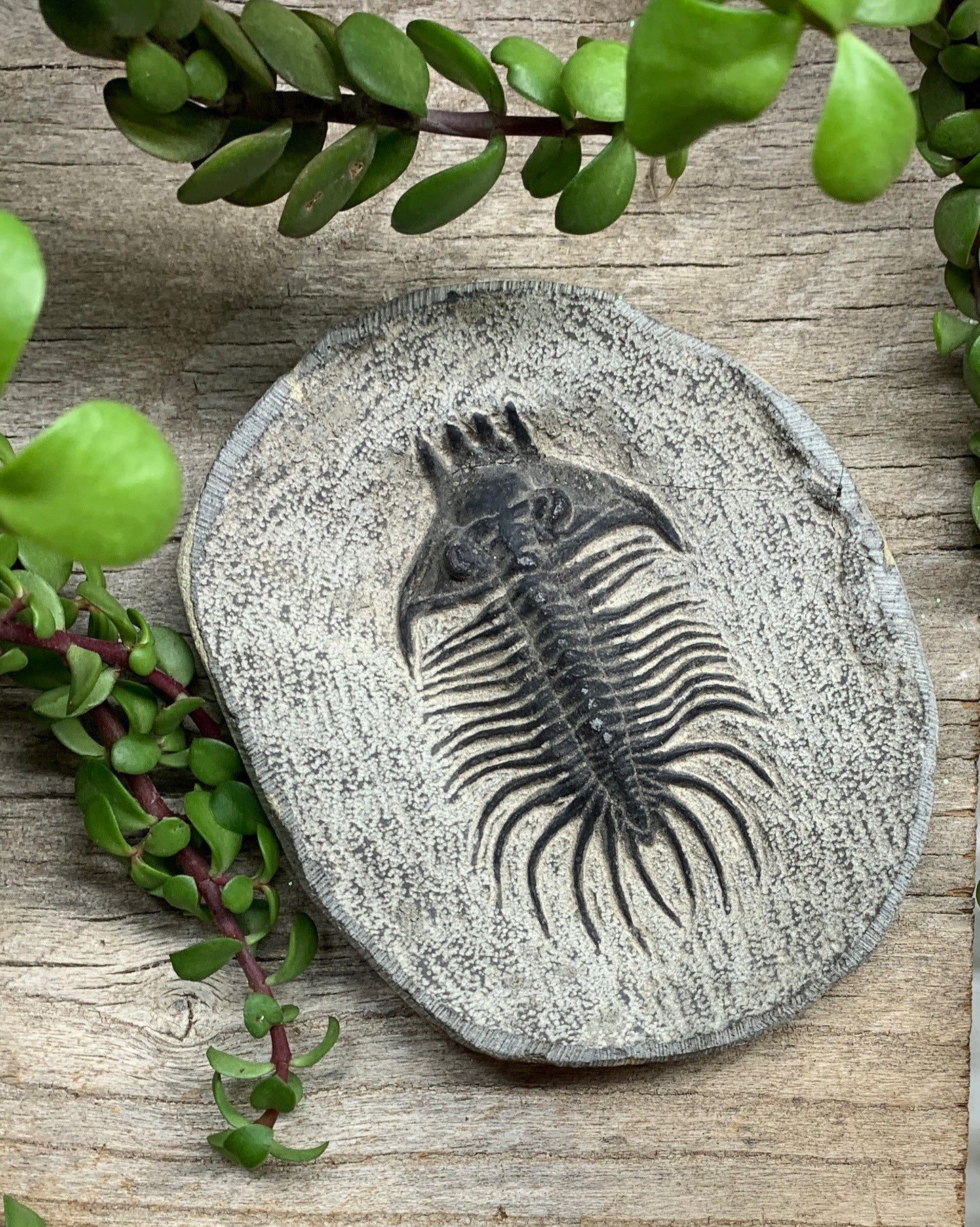 Trilobite Fossil FRE-0077