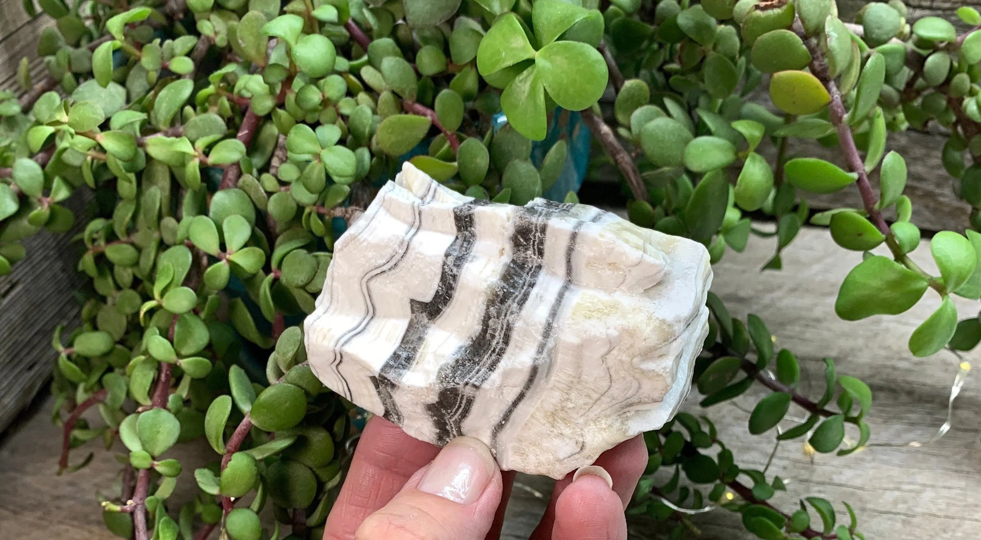 Raw Zebra Stone RAW-0309 Shop Wholesale Crystals