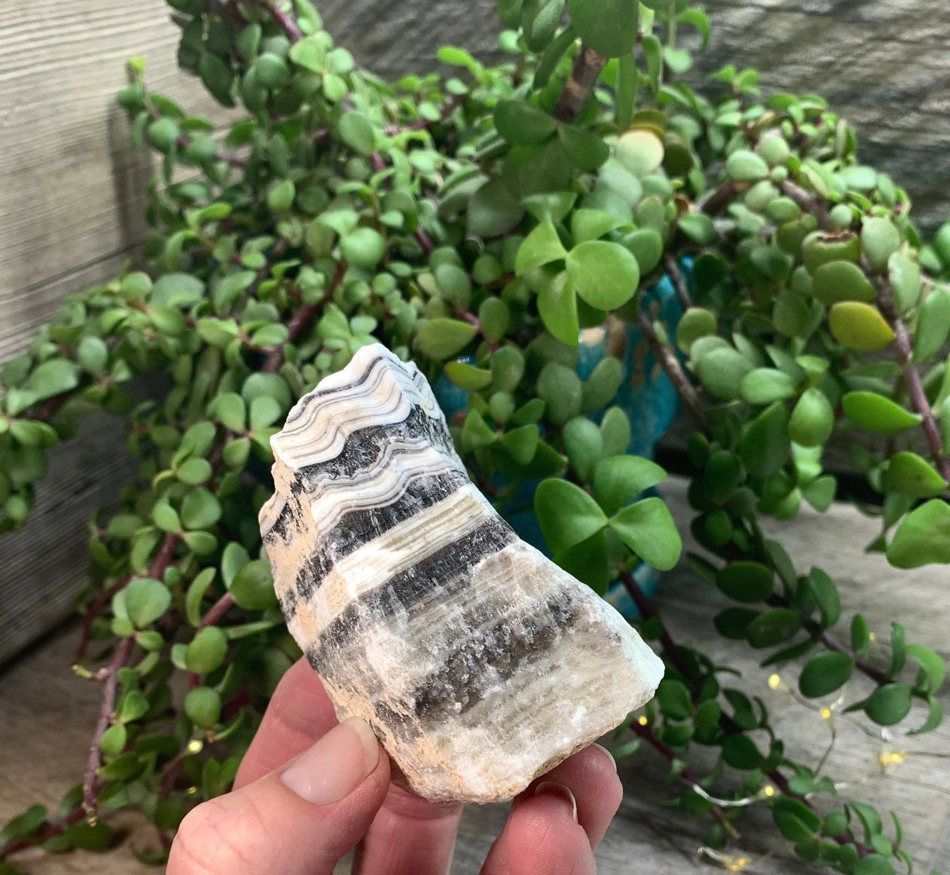 Raw Zebra Stone RAW-0284 Shop Wholesale Crystals