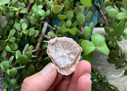 Pink Amethyst Geode  CRY-0876 Shop Wholesale Crystals