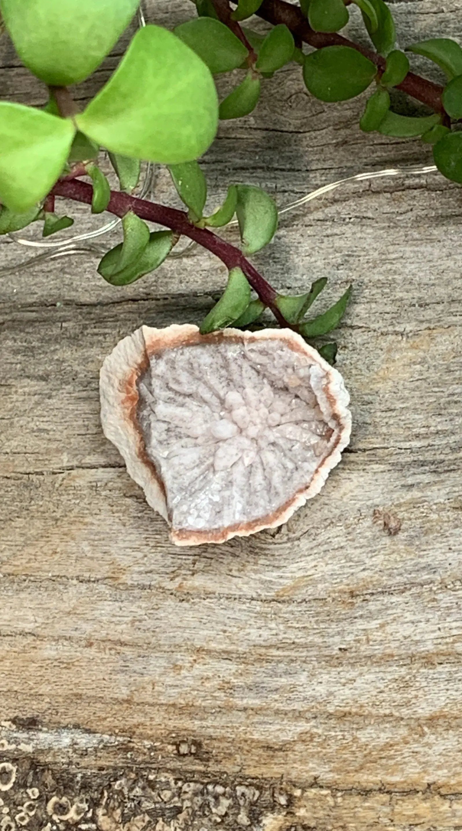 Pink Amethyst Geode  CRY-0876 Shop Wholesale Crystals