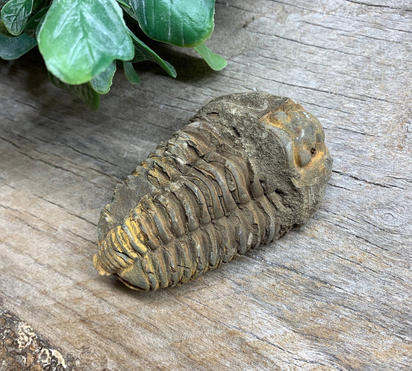 Trilobite Fossil FRE-0393