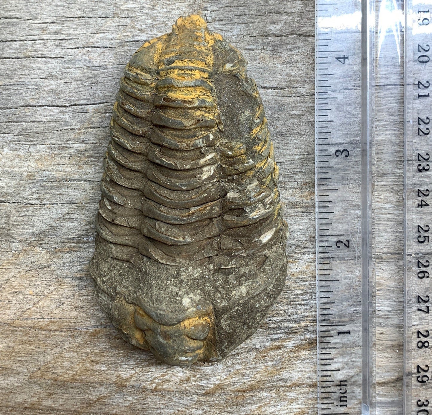 Trilobite Fossil FRE-0393