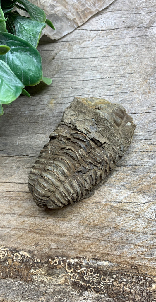 Trilobite Fossil FRE-0395