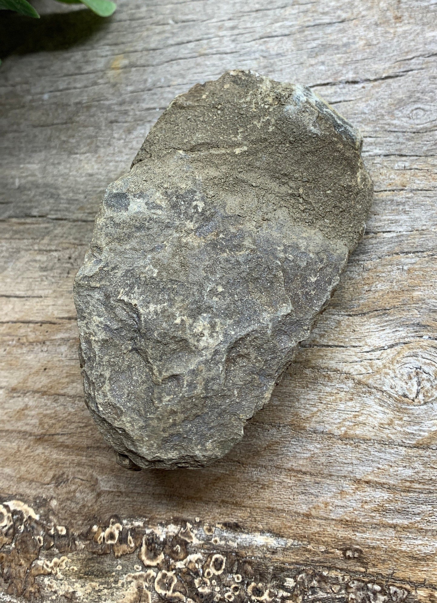 Trilobite Fossil FRE-0395