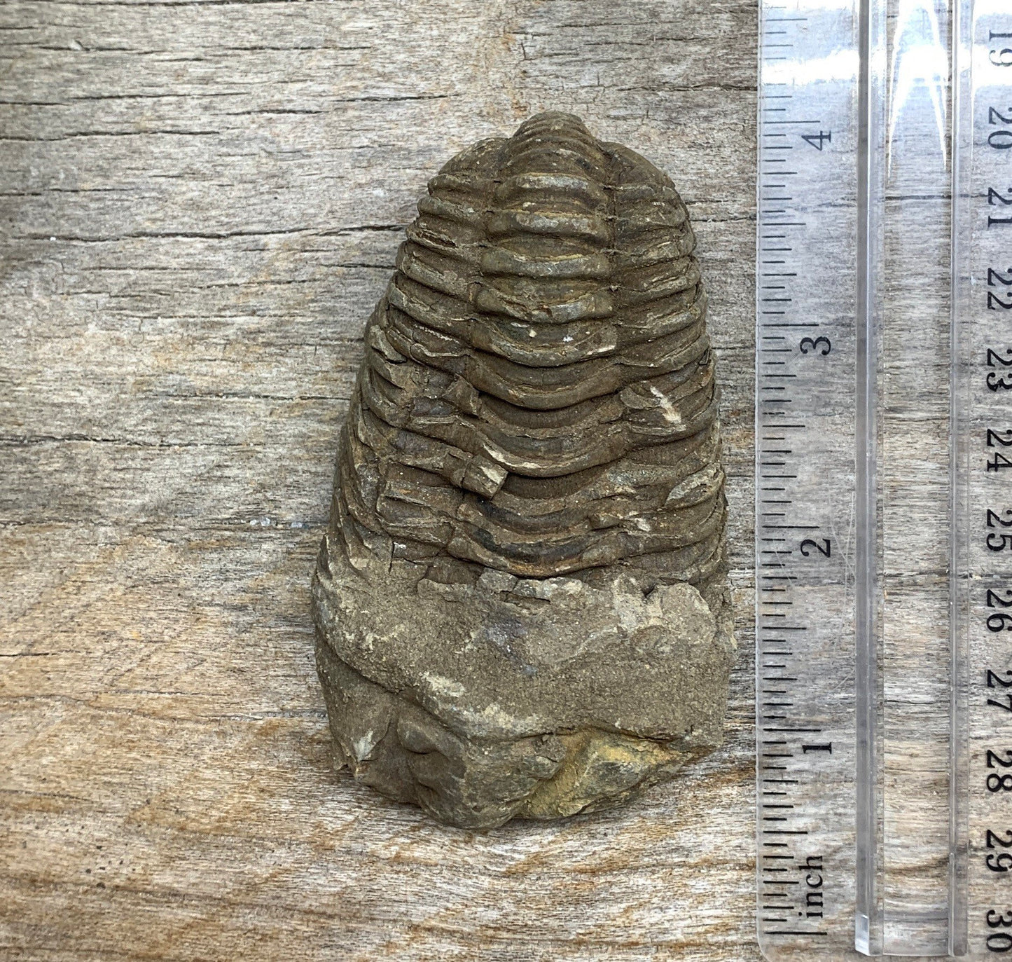 Trilobite Fossil FRE-0395