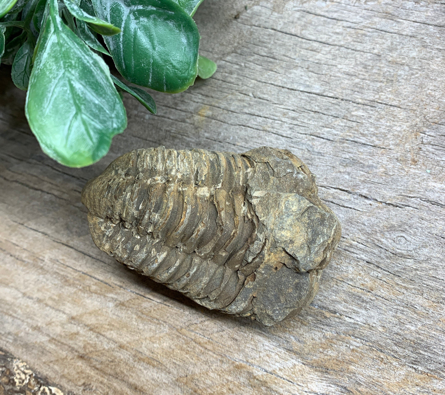 Trilobite Fossil FRE-0394