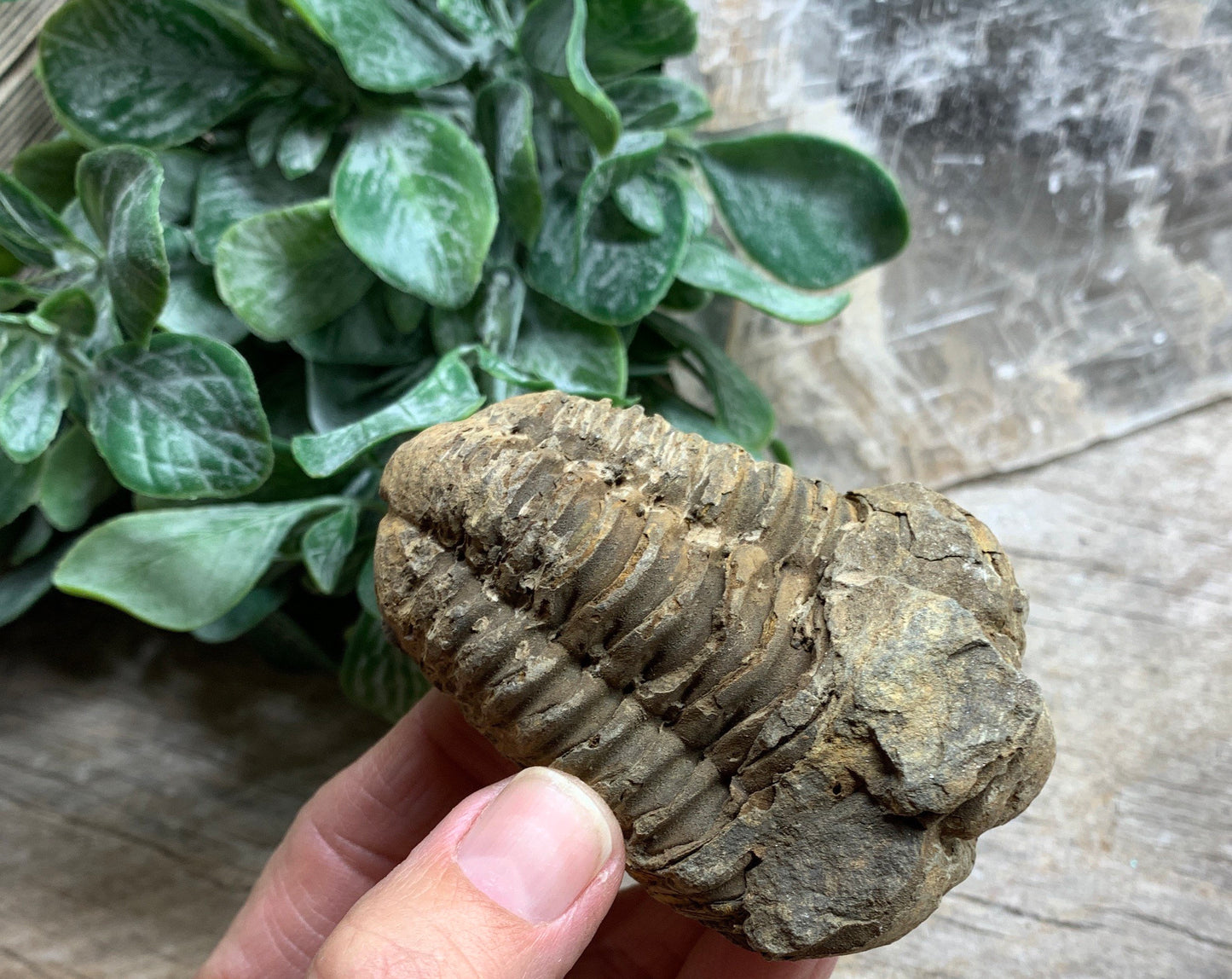 Trilobite Fossil FRE-0394