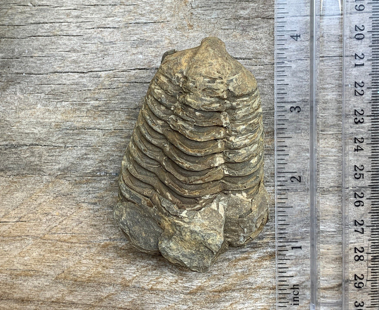 Trilobite Fossil FRE-0394