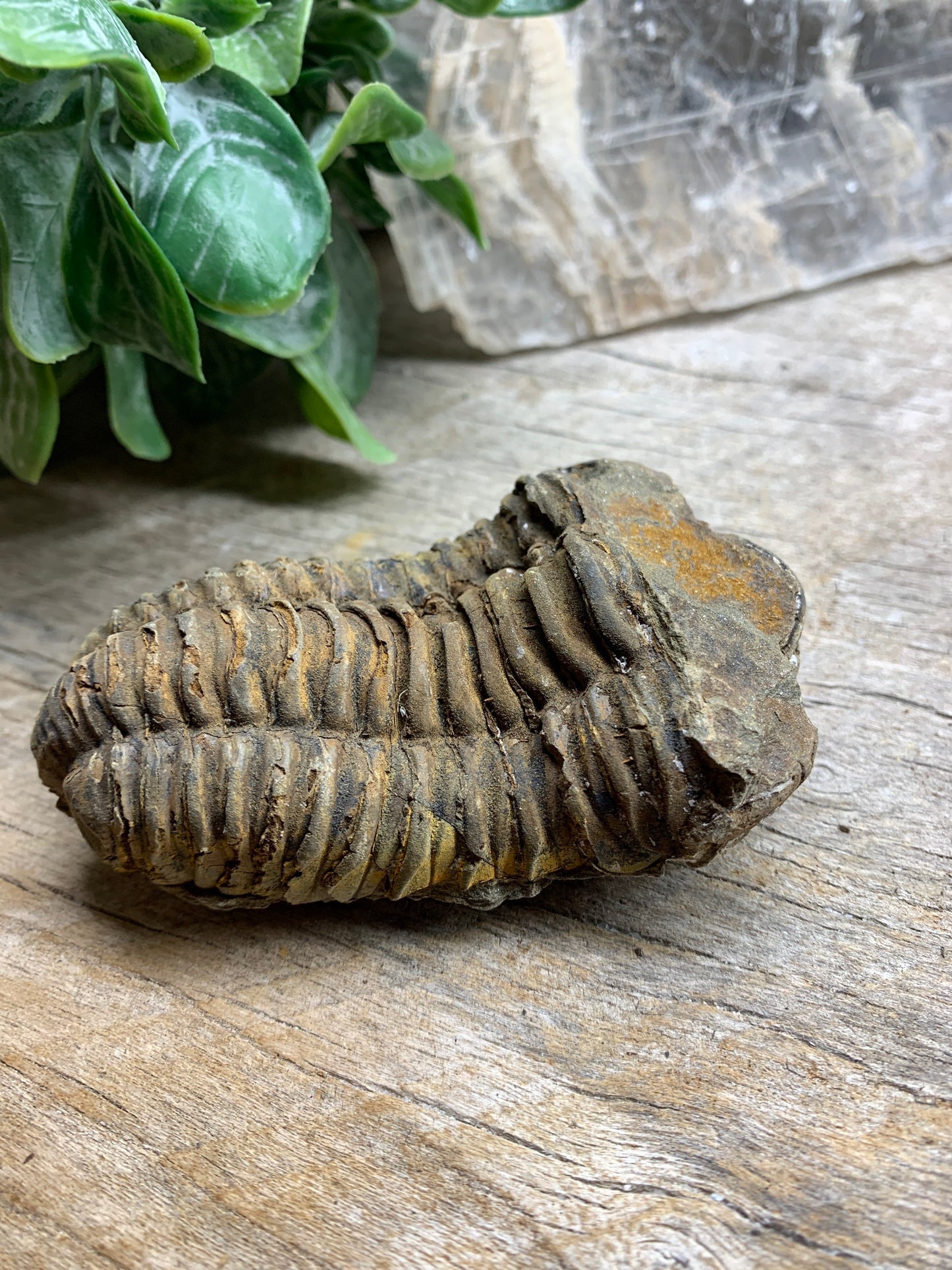 Trilobite Fossil FRE-0390