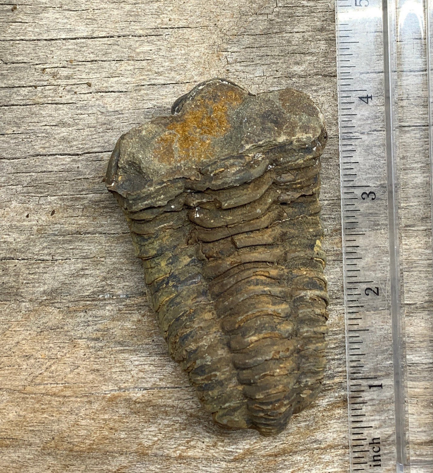 Trilobite Fossil FRE-0390