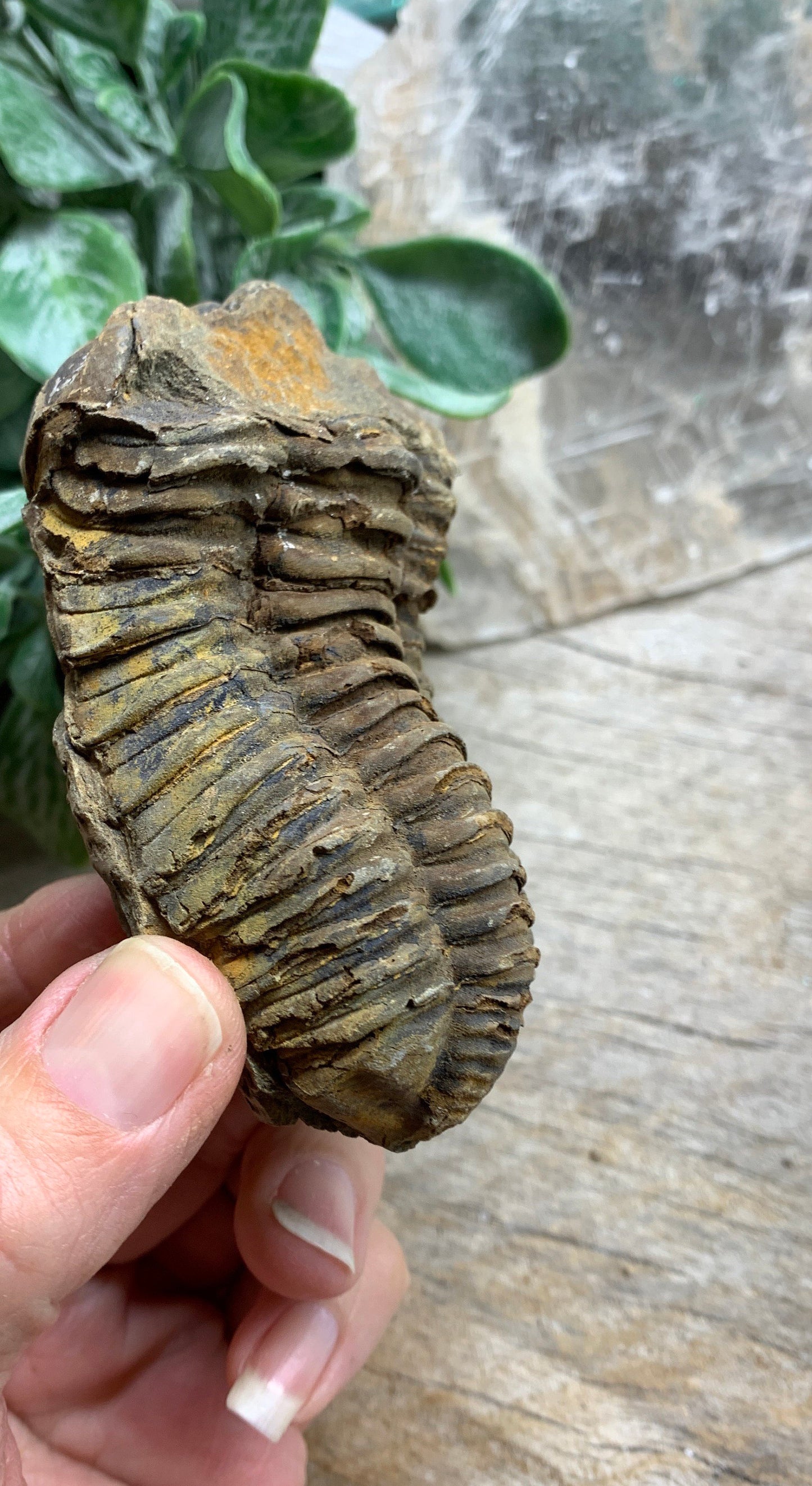 Trilobite Fossil FRE-0390