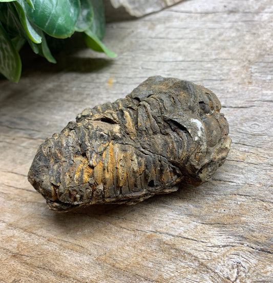 Trilobite Fossil FRE-0387