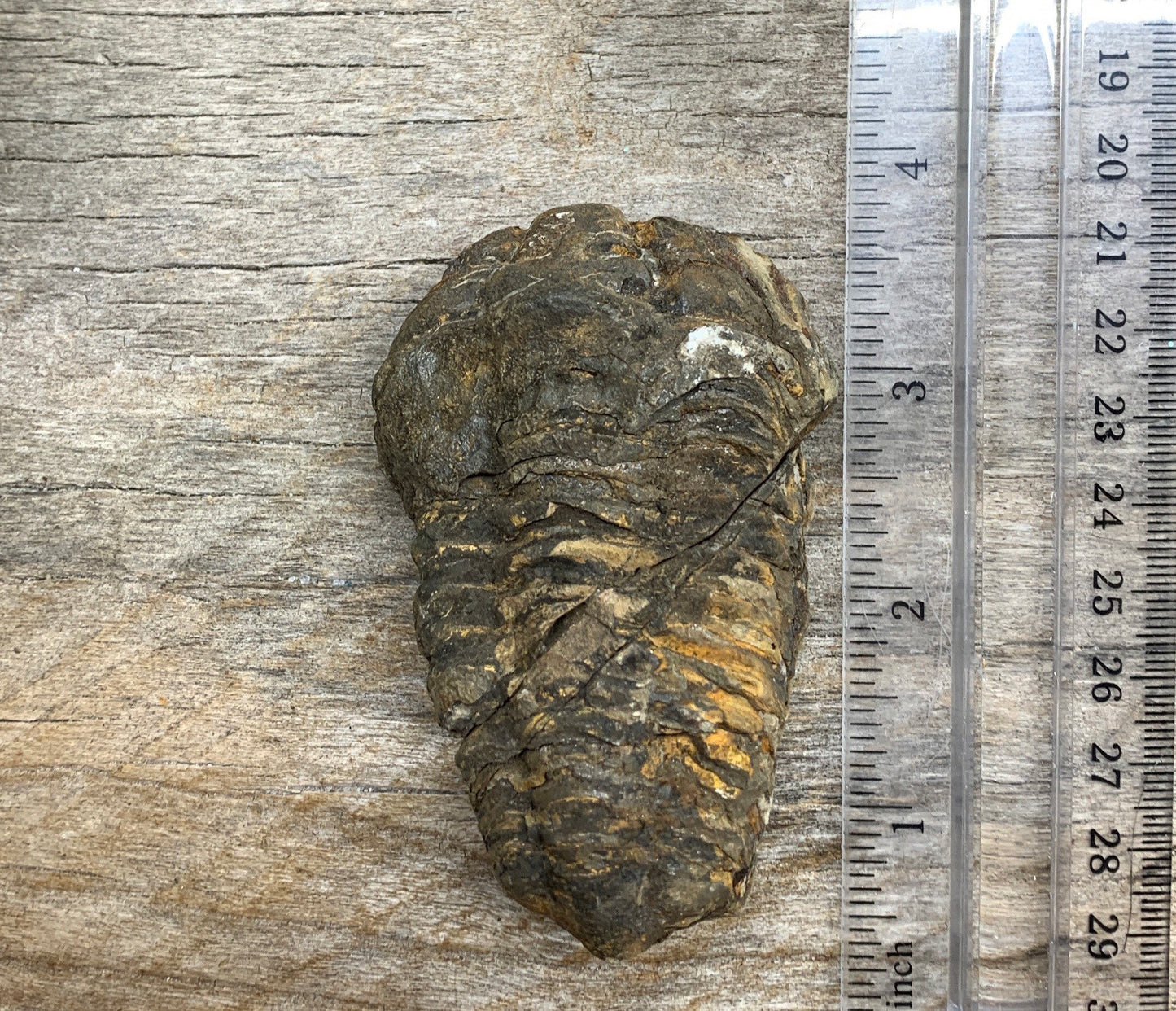 Trilobite Fossil FRE-0387