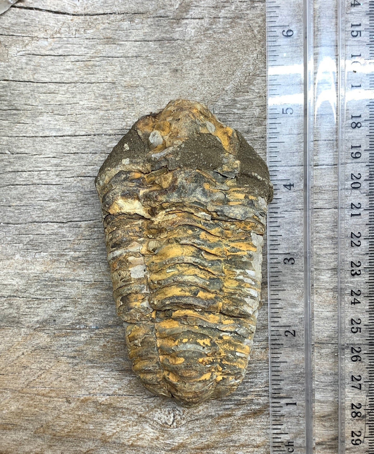 Trilobite Fossil FRE-0383