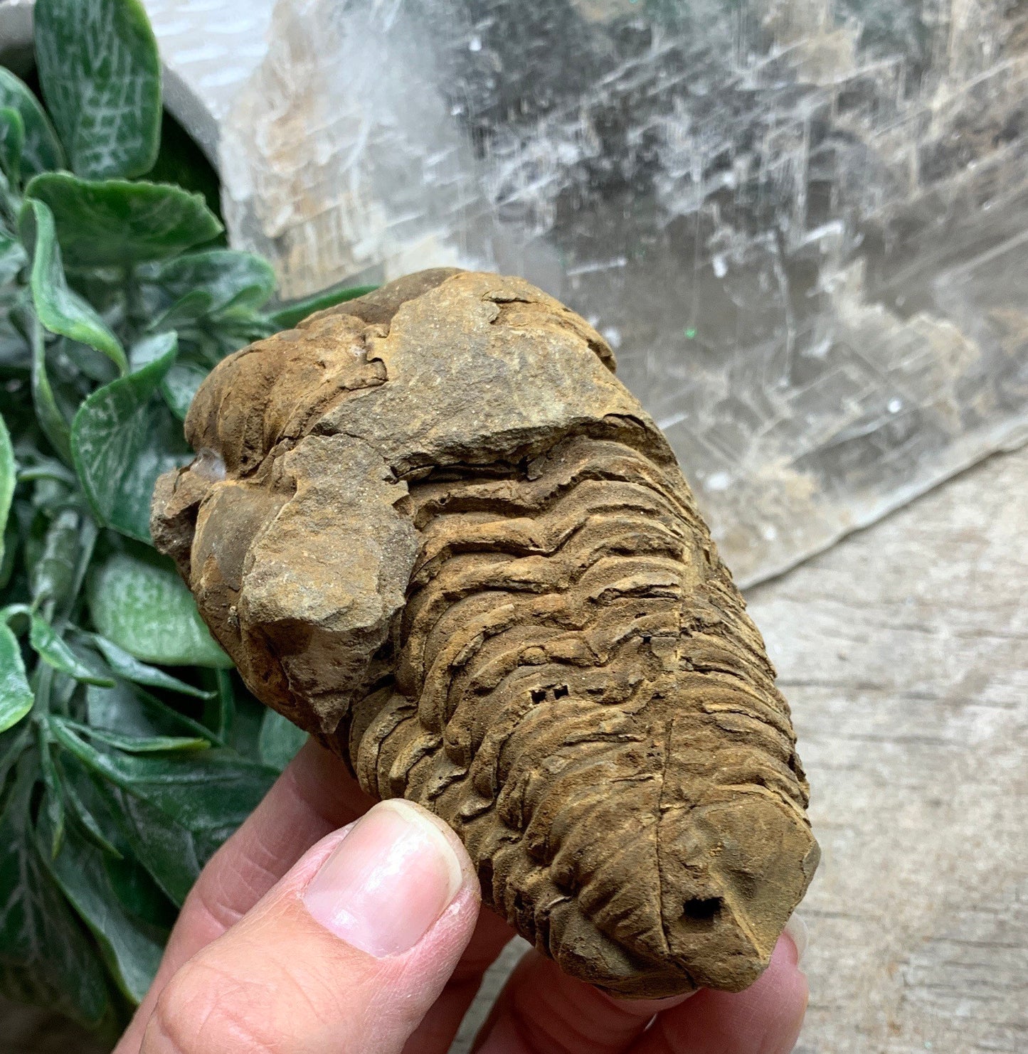 Trilobite Fossil FRE-0384