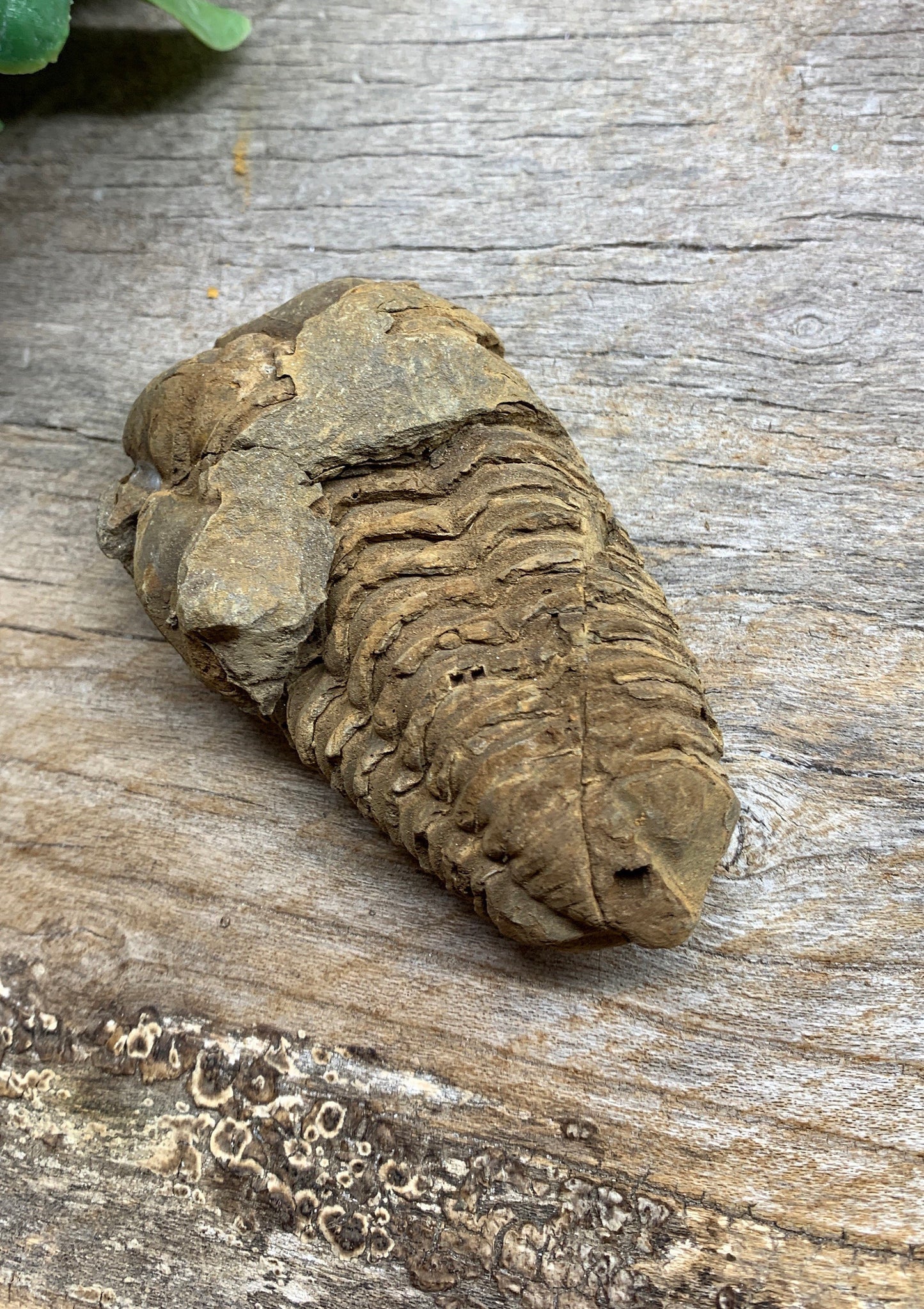 Trilobite Fossil FRE-0384