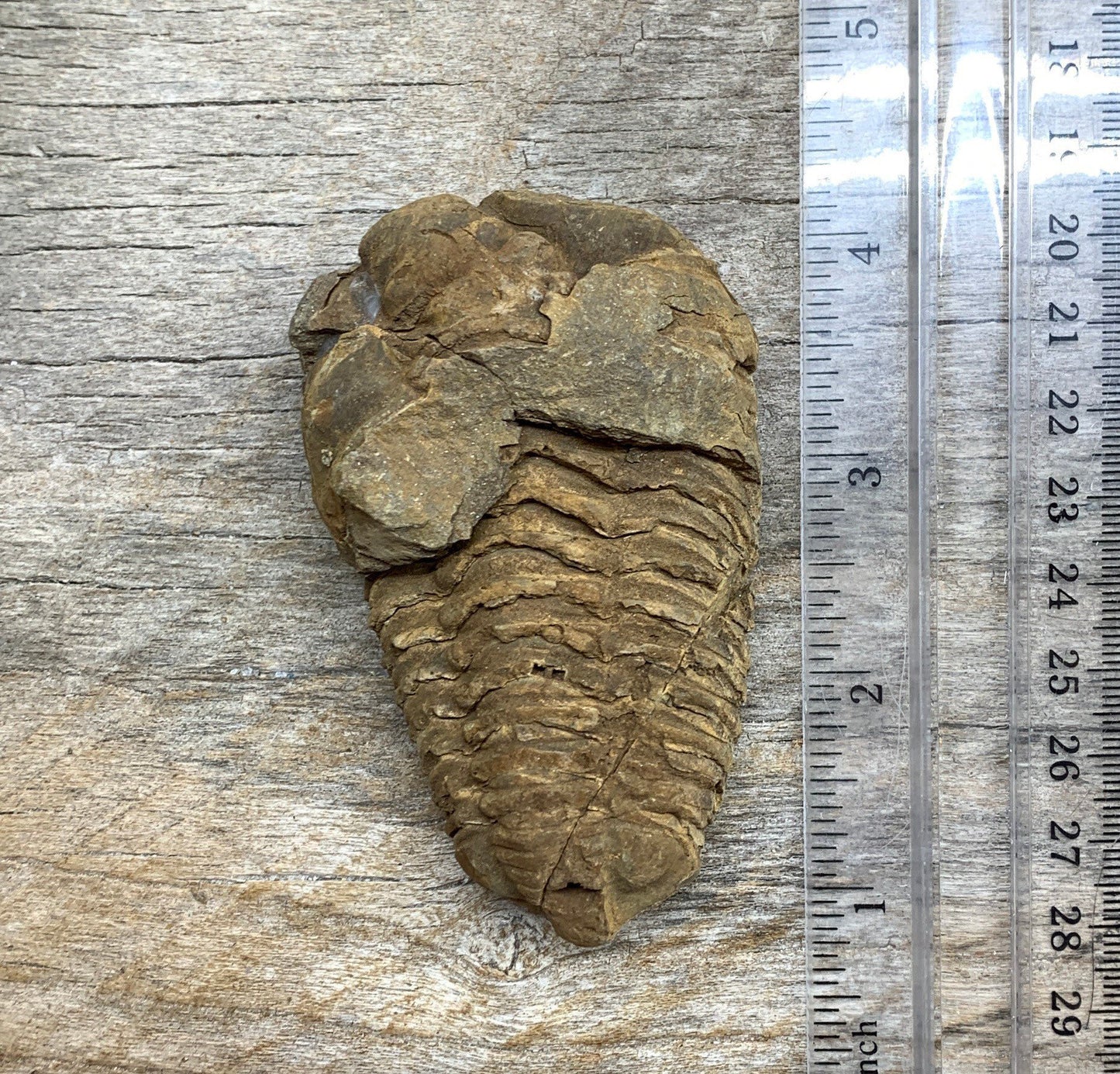 Trilobite Fossil FRE-0384