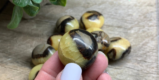 Septarian Nodule Small Polished Palm Stone 1”-1 1/2” 0754-B Shop Wholesale Crystals