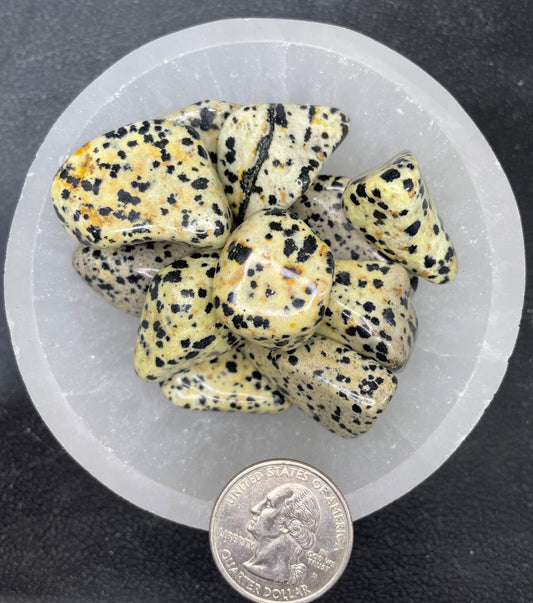 Dalmatian Jasper Tumbled Stone, 1 Pound Bag (Approx. 20-35 mm) WT-0042