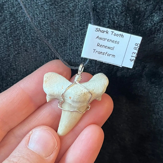Shark Tooth Wire Wrapped Necklace WN-0061 - Shop Wholesale Crystals