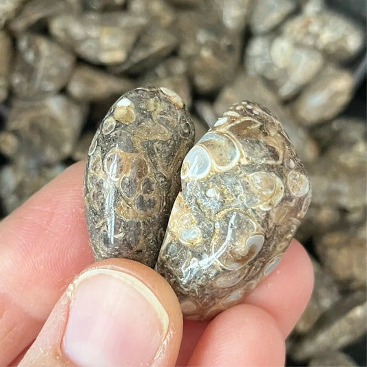 Turritella Agate Tumbled Stone, 1 Pound Bag WT-0144 - Shop Wholesale Crystals
