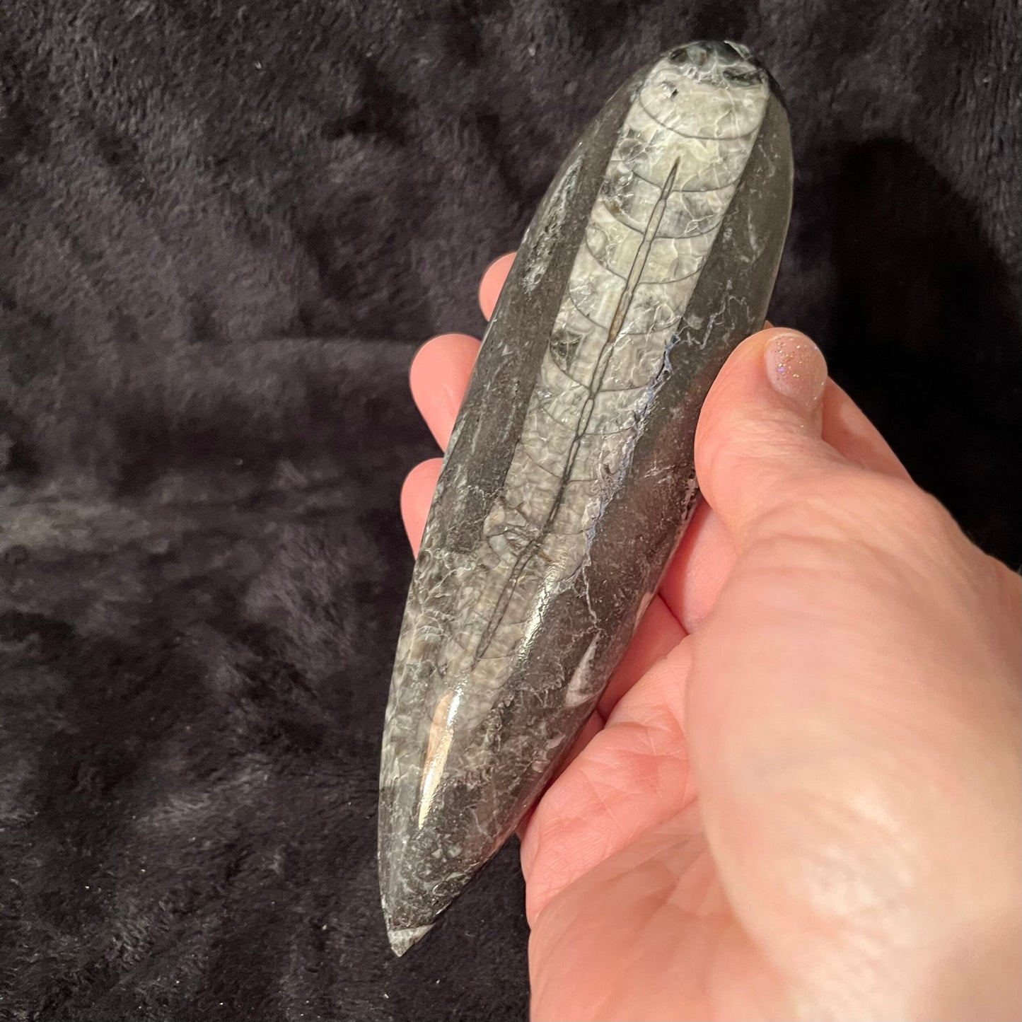 Orthoceras Fossil (Approx. 4 1/2” -6”) 1632