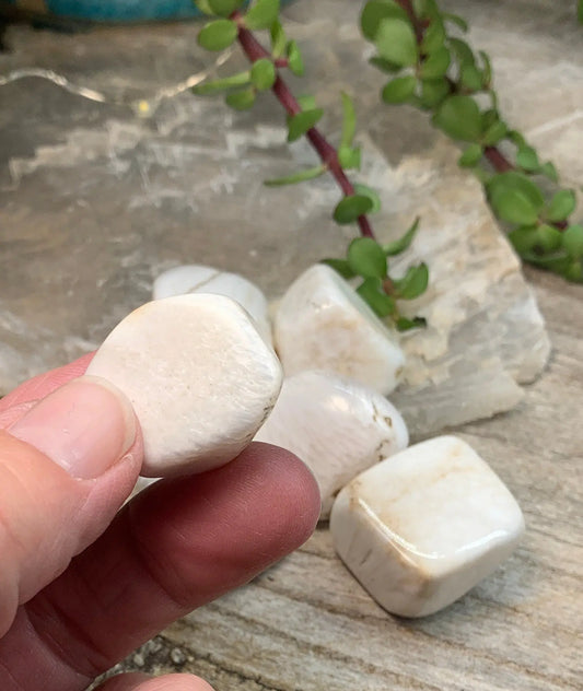 Scolocite Tumble Stone (Approx. 7/8" - 1 1/8") BIN-1344 Shop Wholesale Crystals