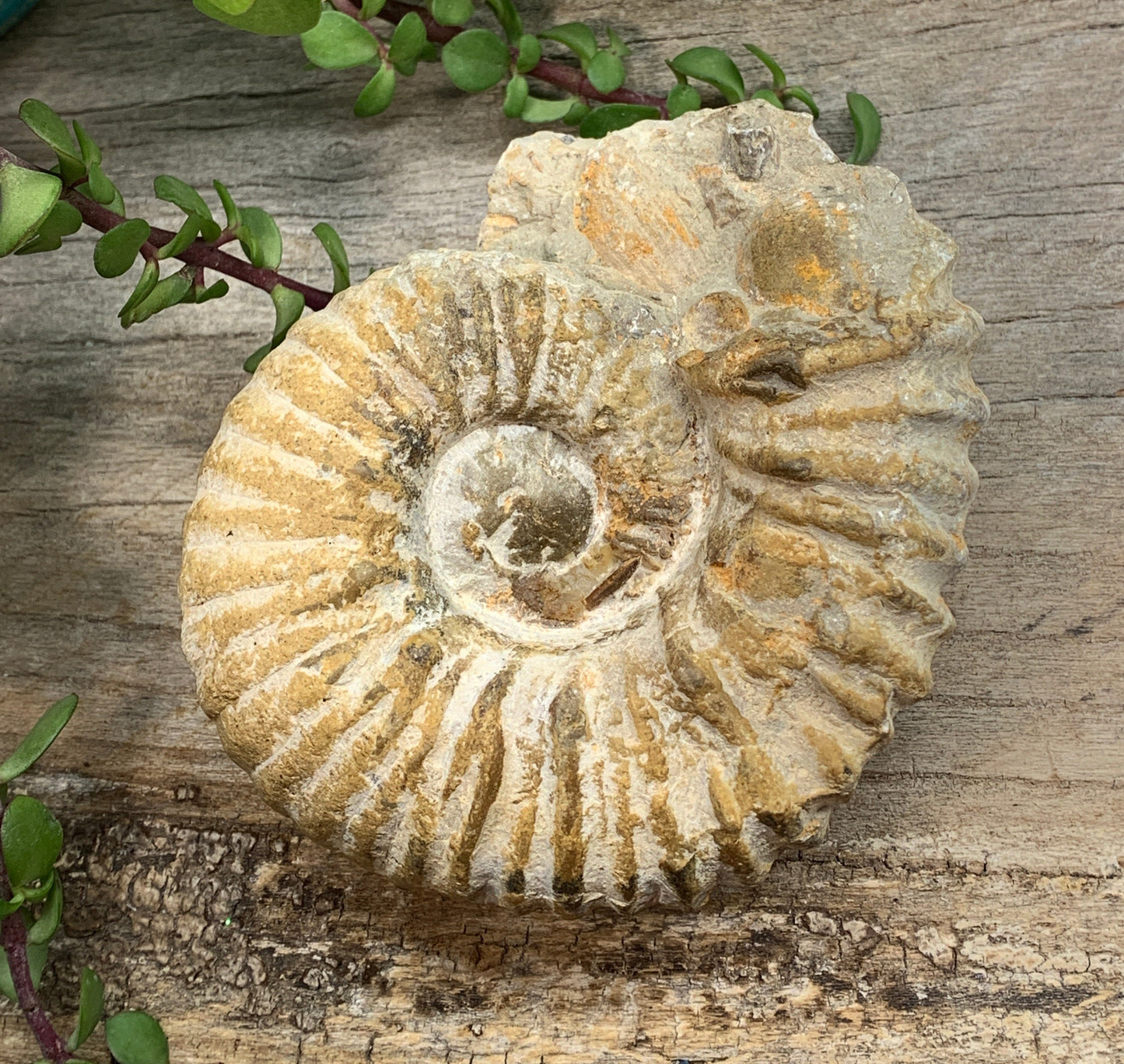 Ammonite Fossil, Natural, Beautiful, Generational Healing (Approx. 4 1/2”)1266