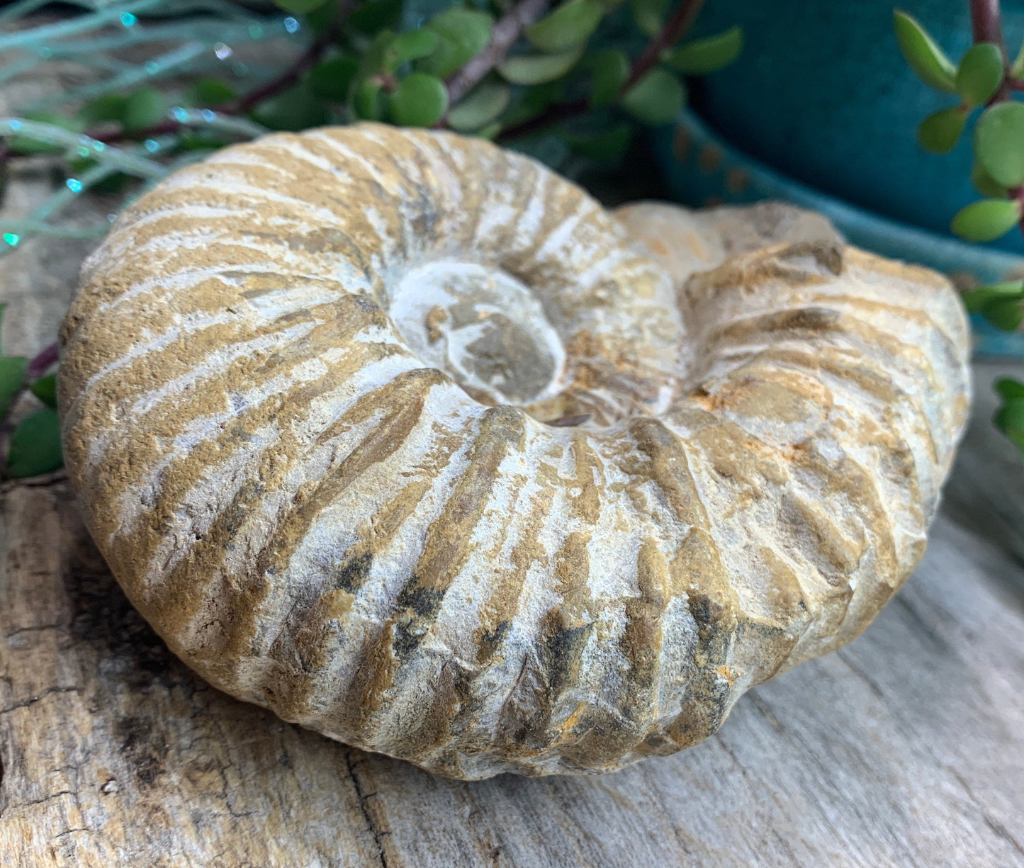 Ammonite Fossil, Natural, Beautiful, Generational Healing (Approx. 4 1/2”)1266