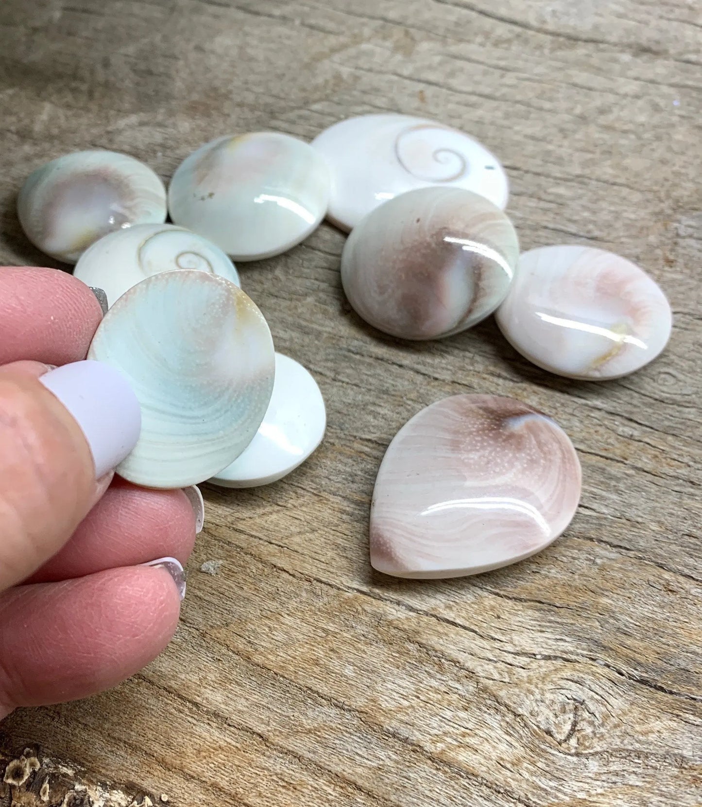 Saint Lucia Shell 1”- 1 1/4” Polished BIN-1334 Shop Wholesale Crystals