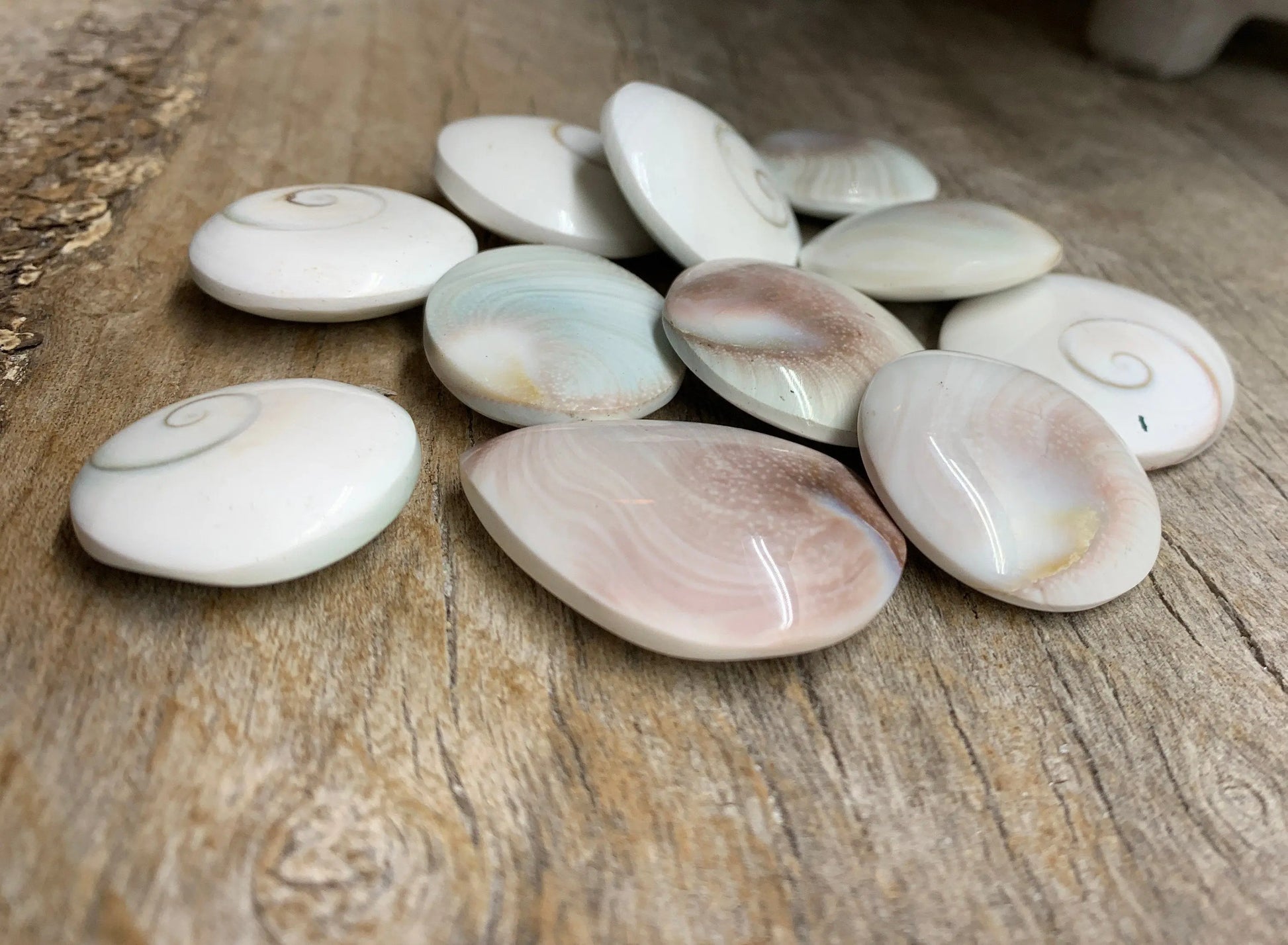 Saint Lucia Shell 1”- 1 1/4” Polished BIN-1334 Shop Wholesale Crystals