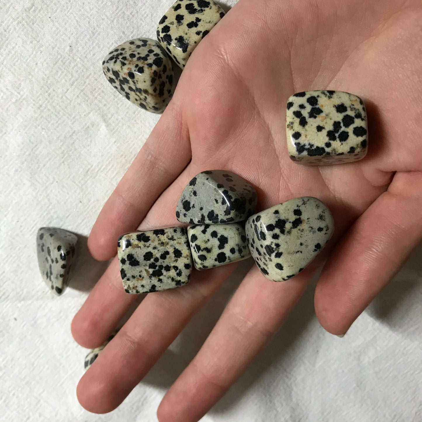 Dalmatian Jasper,  Polished Tumbled Stone (Approx 4/5" long)  Polished Stone, for Wire Wrapping or Crystal Grid Supply 0628 Shop Wholesale Crystals