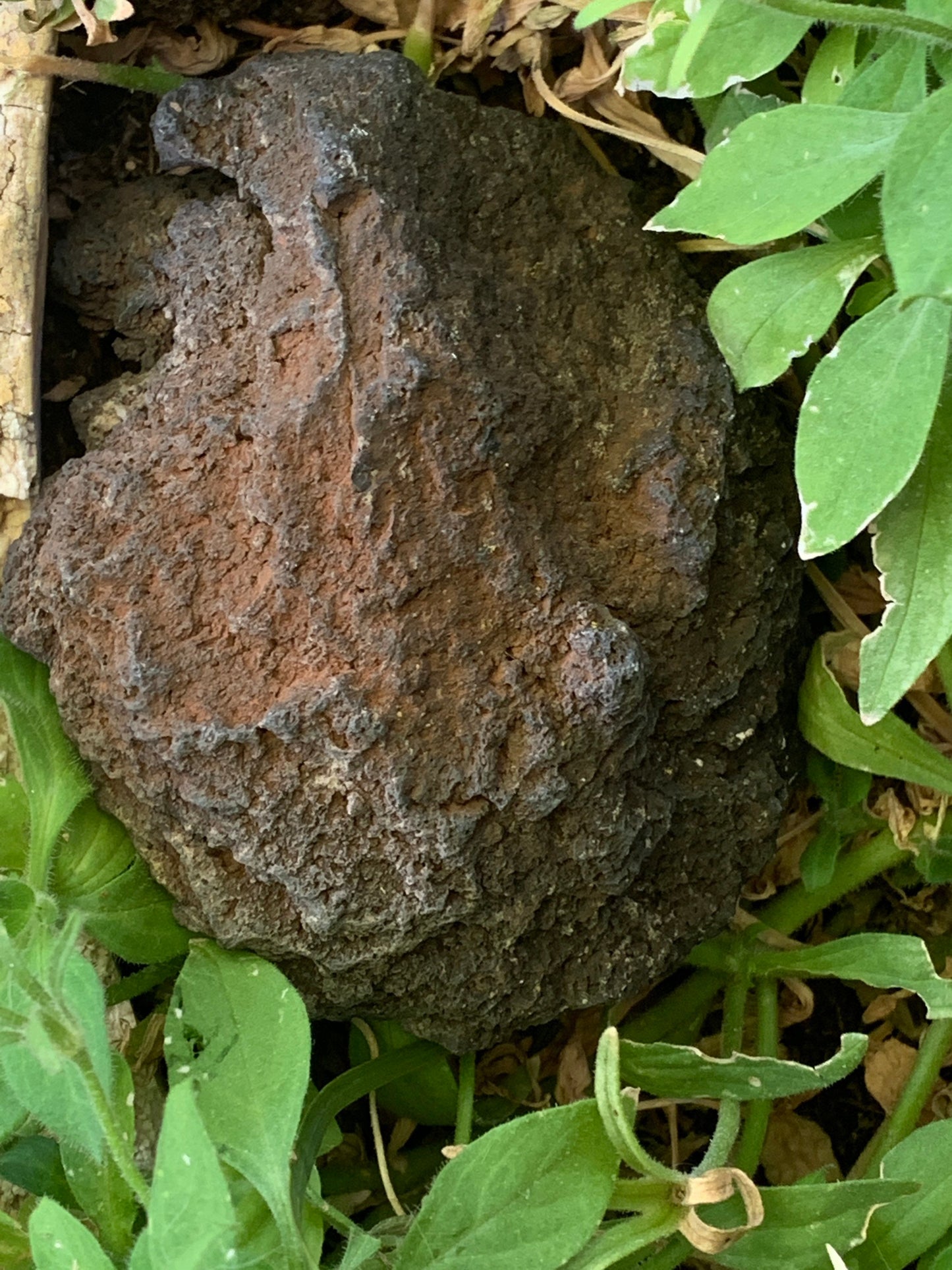 Raw Lava Stone. Rough stone. Red, black, brown, rust in coloring. LAVA-1