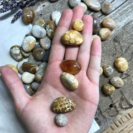 Coral Agate, Tumbled Stone (Approx 1/2" - 1" long) for Wire Wrapping or Crystal Grid Supply 1218