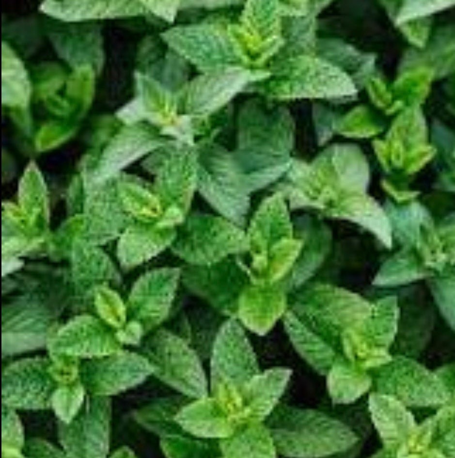 Peppermint Essential Oil 15 ml 1617