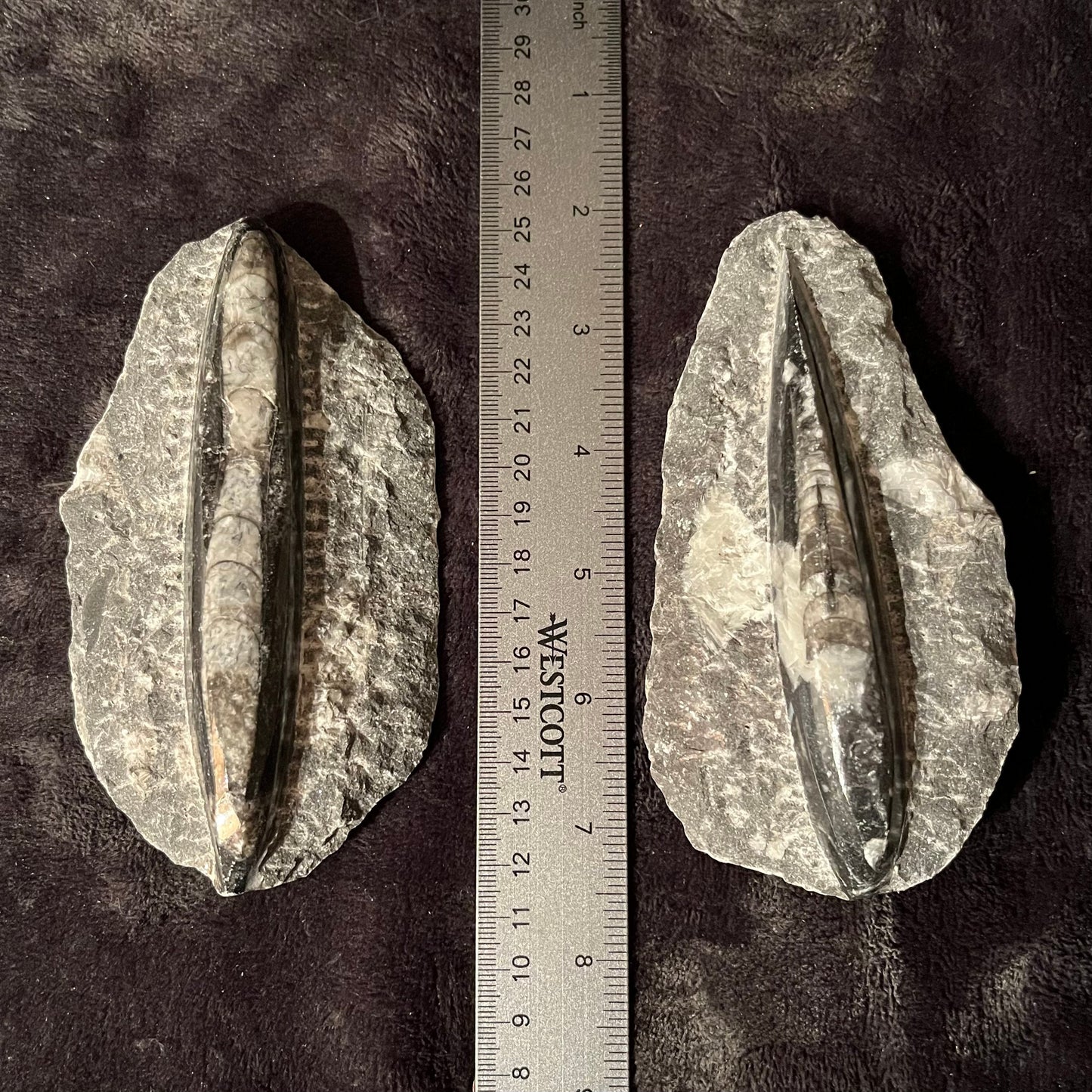 Orthoceras Fossil (Approx. 5” -6”) 1635